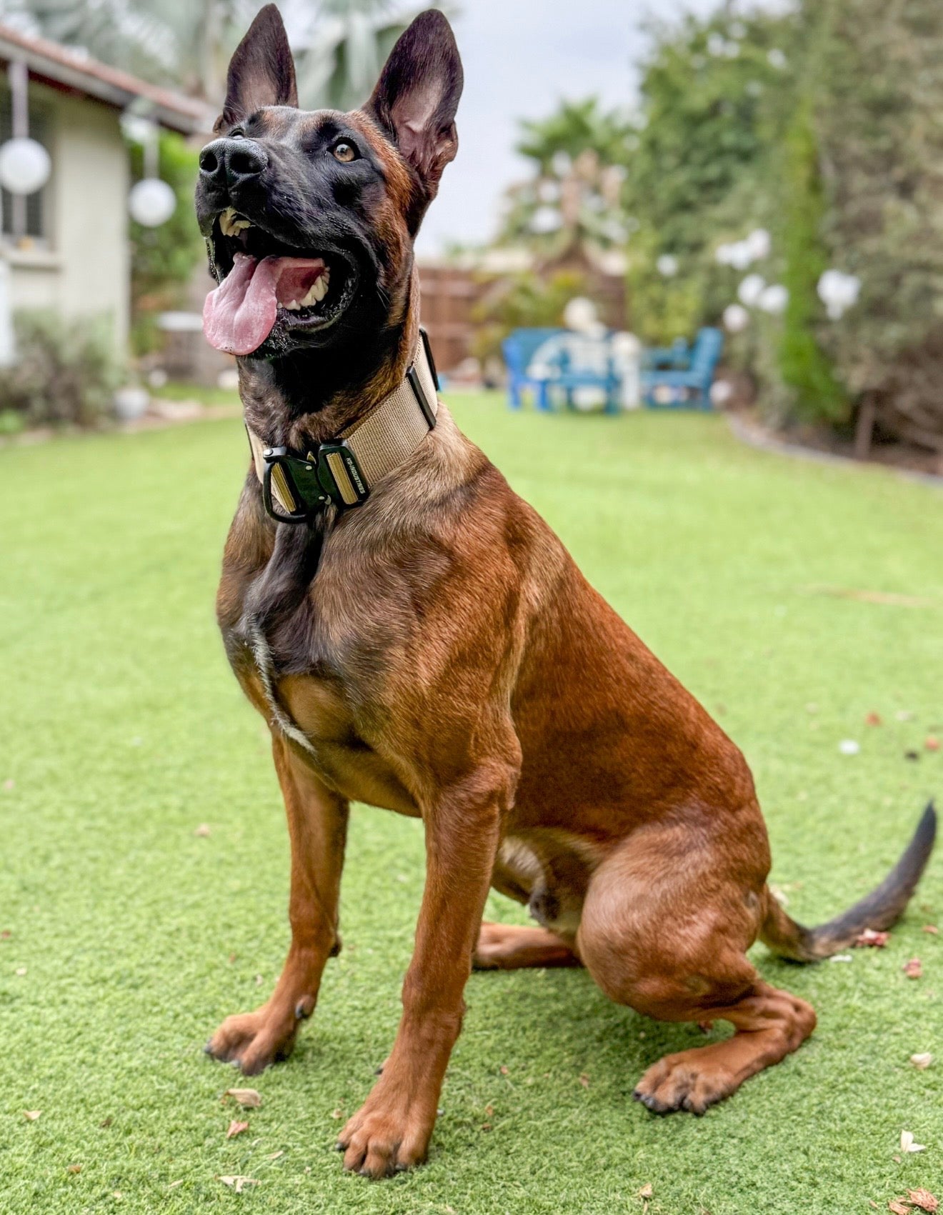 קולר K9 ניילון לרועה בלגי בצבע שחור - FOR DOG TRAINERS ישראל