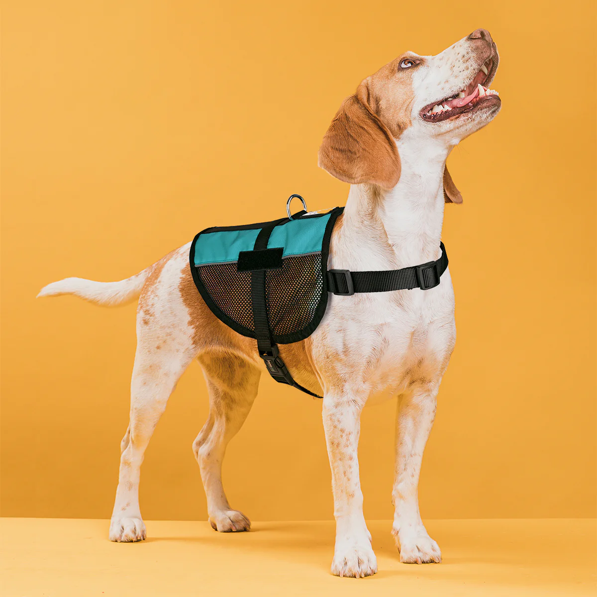 ווסט לכלב דגם שיקגו רתמה לזיהוי ולכלבי שירות - דוגליין - FOR DOG TRAINERS- ISRAEL