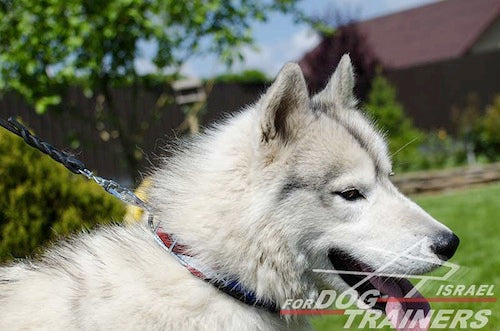 קולר לכלב מעור בצביעה ידנית - גאווה אמריקאית - FOR DOG TRAINERS- ISRAEL