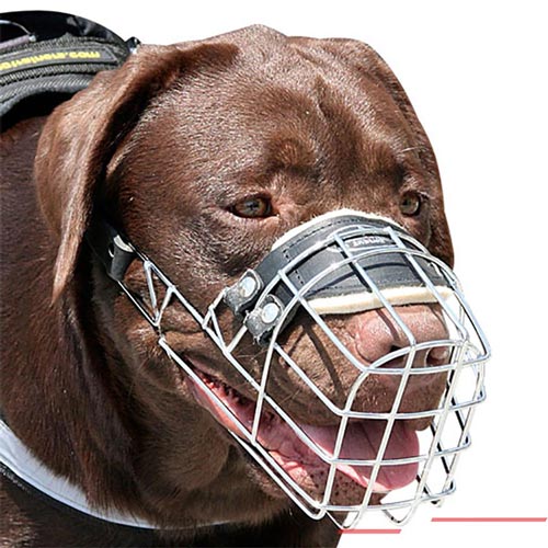 זמם לכלב עשוי מתכת רחב מרושת רב תכליתי ופרקטי - FOR DOG TRAINERS- ISRAEL