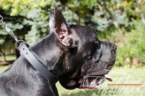 קולר לכלב מעור (2.5 ס"מ רוחב) - FOR DOG TRAINERS- ISRAEL