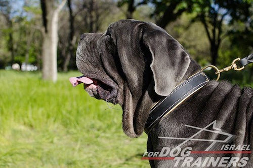 קולר לכלב מעור עם בטנה מנאפה - בסגנון מלכותי - FOR DOG TRAINERS- ISRAEL