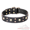 חדש! קולר לכלב מעור דקורטיבי - FOR DOG TRAINERS- ISRAEL