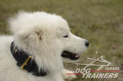 קולר עור רחב במיוחד לכלבים בינוניים-גדולים - FOR DOG TRAINERS- ISRAEL