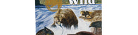 Taste of the Wild
