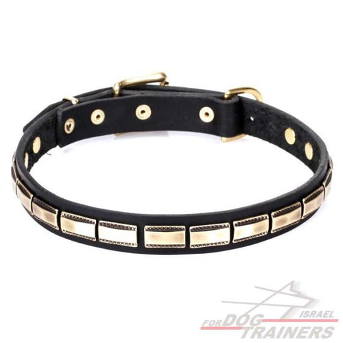 חדש! קולר לכלב מעור מאובזר בקישוט דקורטיבי - FOR DOG TRAINERS- ISRAEL
