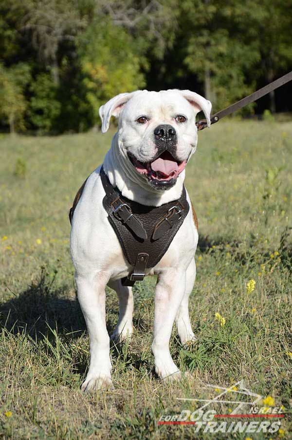 רתמת עור לכלב מתאימה לכלבים בינוניים / גדולים | לאימוני תקיפה ולטיולים - FOR DOG TRAINERS- ISRAEL