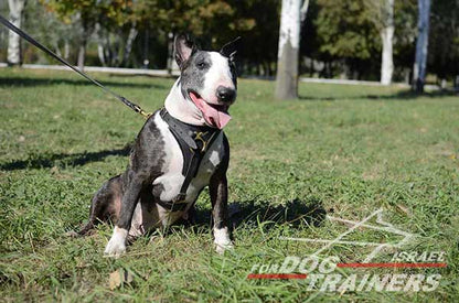 רתמת עור לכלב | לגישוש, טיולים ולאימונים - FOR DOG TRAINERS- ISRAEL