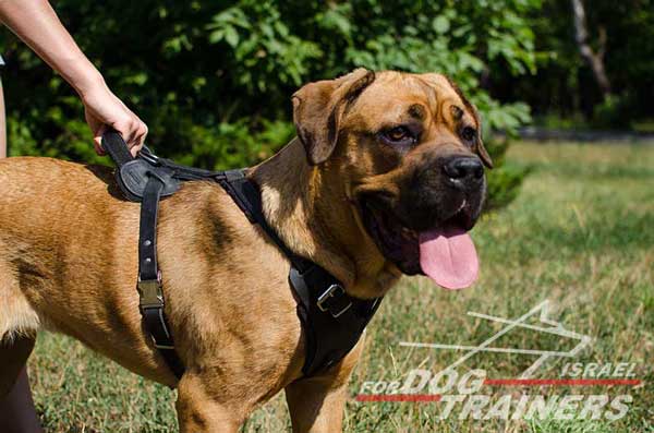 רתמת עור לכלב מתאימה לכלבים בינוניים / גדולים | לאימוני תקיפה ולטיולים - FOR DOG TRAINERS- ISRAEL