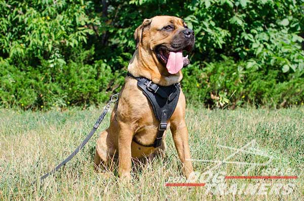 רתמת עור לכלב מתאימה לכלבים בינוניים / גדולים | לאימוני תקיפה ולטיולים - FOR DOG TRAINERS- ISRAEL