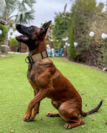 קולר טקטי לכלב עם ידית אחיזה – רחב במיוחד 5 ס"מ