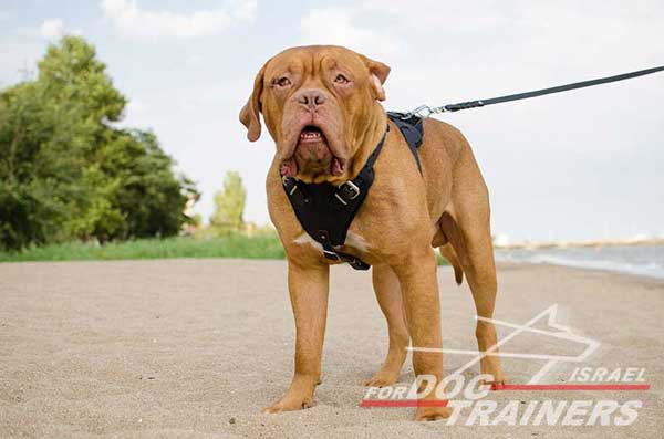 רתמת עור לכלב מתאימה לכלבים בינוניים / גדולים | לאימוני תקיפה ולטיולים - FOR DOG TRAINERS- ISRAEL