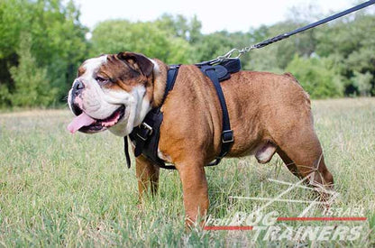 רתמת עור לכלב מתאימה לכלבים בינוניים / גדולים | לאימוני תקיפה ולטיולים - FOR DOG TRAINERS- ISRAEL