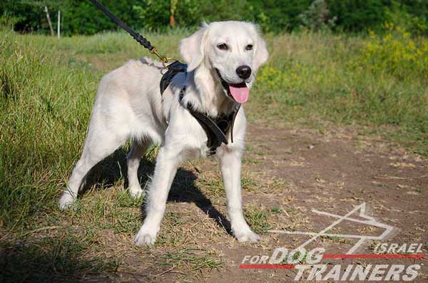 רתמת עור לכלב | לגישוש, טיולים ולאימונים - FOR DOG TRAINERS- ISRAEL