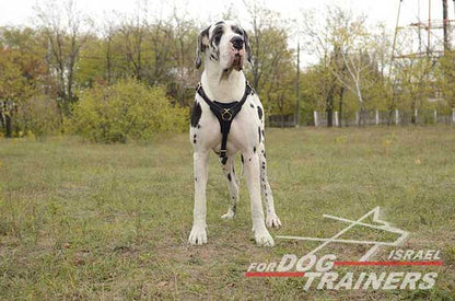 רתמת עור לכלב | לגישוש, טיולים ולאימונים - FOR DOG TRAINERS- ISRAEL