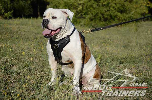 רתמה לכלב מעור אופנתית ומתכווננת עם אופציה לידית לאימון כלבים - FOR DOG TRAINERS- ISRAEL