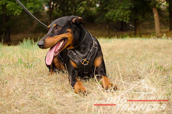 רתמה לכלב מעור אופנתית ומתכווננת עם אופציה לידית לאימון כלבים - FOR DOG TRAINERS- ISRAEL