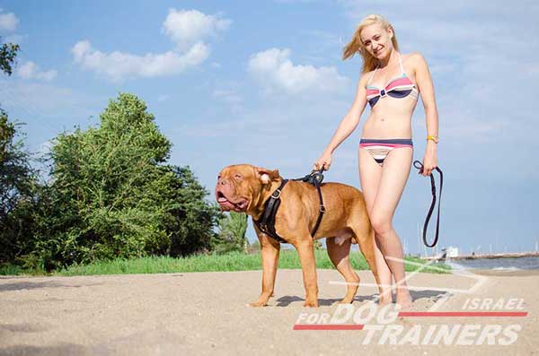 רתמה לכלב מעור אופנתית ומתכווננת עם אופציה לידית לאימון כלבים - FOR DOG TRAINERS- ISRAEL