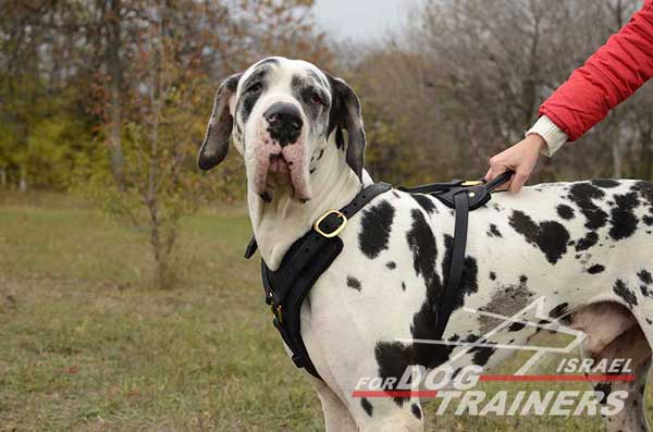 רתמה לכלב מעור אופנתית ומתכווננת עם אופציה לידית לאימון כלבים - FOR DOG TRAINERS- ISRAEL
