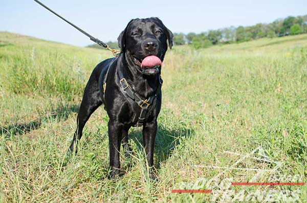 רתמה לכלב מעור אופנתית ומתכווננת עם אופציה לידית לאימון כלבים - FOR DOG TRAINERS- ISRAEL