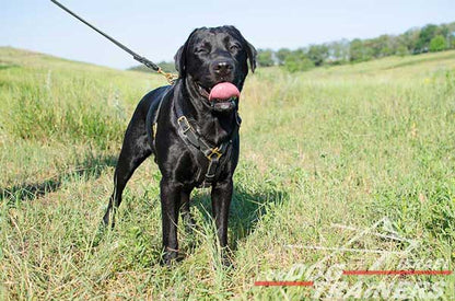 רתמה לכלב מעור אופנתית ומתכווננת עם אופציה לידית לאימון כלבים - FOR DOG TRAINERS- ISRAEL