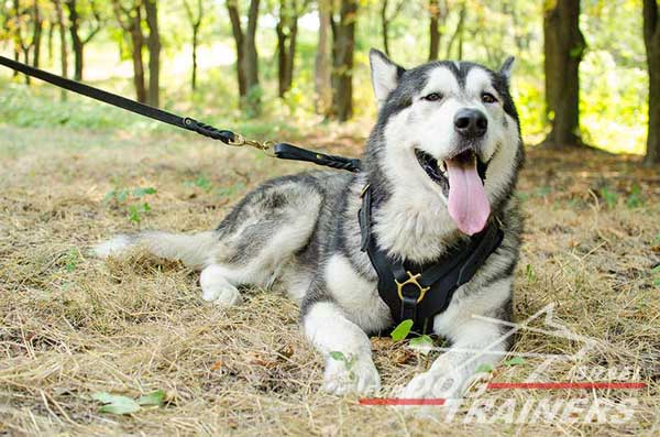 רתמה לכלב מעור אופנתית ומתכווננת עם אופציה לידית לאימון כלבים - FOR DOG TRAINERS- ISRAEL