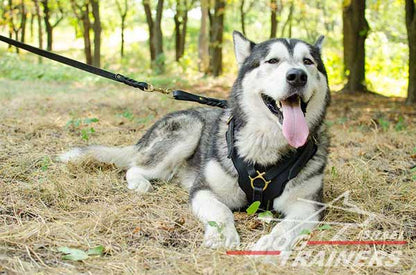 רתמה לכלב מעור אופנתית ומתכווננת עם אופציה לידית לאימון כלבים - FOR DOG TRAINERS- ISRAEL