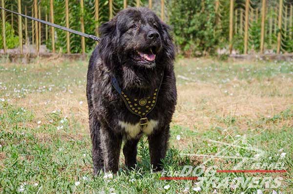 רתמת עור לכלב מעוצבת ומרופדת | לטיולים ולאימונים - FOR DOG TRAINERS- ISRAEL