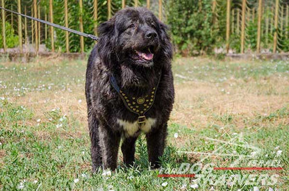 רתמת עור לכלב מעוצבת ומרופדת | לטיולים ולאימונים - FOR DOG TRAINERS- ISRAEL