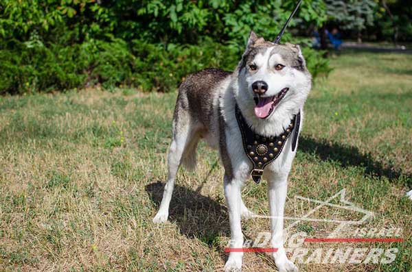 רתמת עור לכלב מעוצבת ומרופדת | לטיולים ולאימונים - FOR DOG TRAINERS- ISRAEL