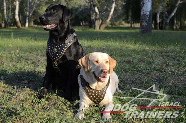 רתמת עור לכלב מעוצבת ומרופדת | לטיולים ולאימונים - FOR DOG TRAINERS- ISRAEL