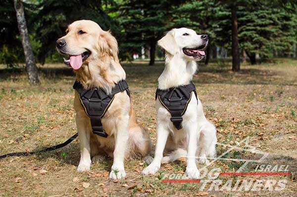 חדש! רתמה לכלב עשויה מניילון רב תכליתית - FOR DOG TRAINERS- ISRAEL