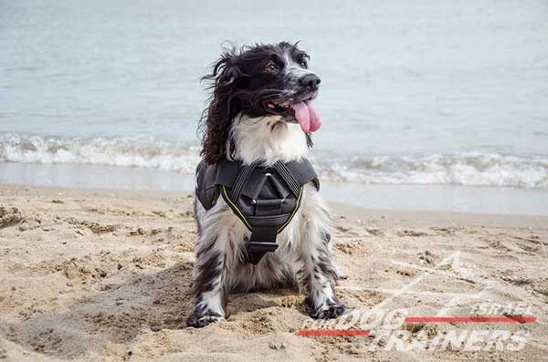 חדש! רתמה לכלב עשויה מניילון רב תכליתית - FOR DOG TRAINERS- ISRAEL