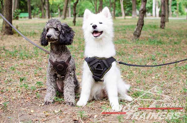 חדש! רתמה לכלב עשויה מניילון רב תכליתית - FOR DOG TRAINERS- ISRAEL