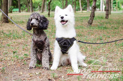 חדש! רתמה לכלב עשויה מניילון רב תכליתית - FOR DOG TRAINERS- ISRAEL