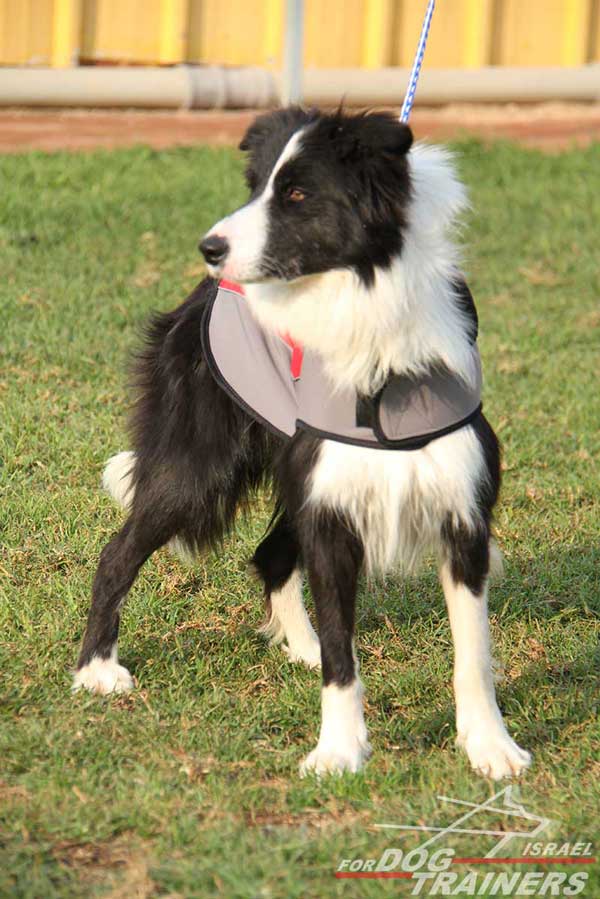 מעיל לכלבים חם לחורף עשוי מניילון לטיולים - FOR DOG TRAINERS- ISRAEL