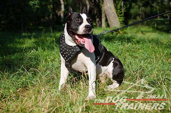 רתמת עור לכלב מתכווננת עם ניטים | לטיולים ולאימונים - FOR DOG TRAINERS- ISRAEL