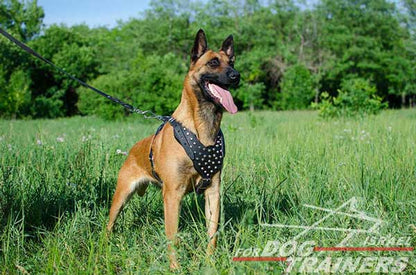 רתמת עור לכלב מתכווננת עם ניטים | לטיולים ולאימונים - FOR DOG TRAINERS- ISRAEL