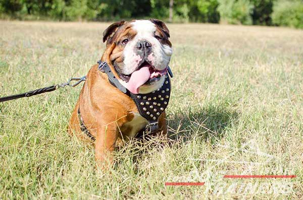 רתמת עור לכלב מתכווננת עם ניטים | לטיולים ולאימונים - FOR DOG TRAINERS- ISRAEL