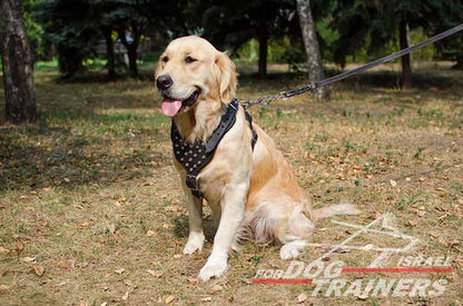 רתמת עור לכלב מתכווננת עם ניטים | לטיולים ולאימונים - FOR DOG TRAINERS- ISRAEL