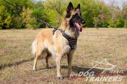 רתמת עור לכלב מתכווננת עם ניטים | לטיולים ולאימונים - FOR DOG TRAINERS- ISRAEL