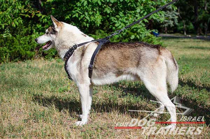 רתמת עור לכלב מתכווננת עם ניטים | לטיולים ולאימונים - FOR DOG TRAINERS- ISRAEL