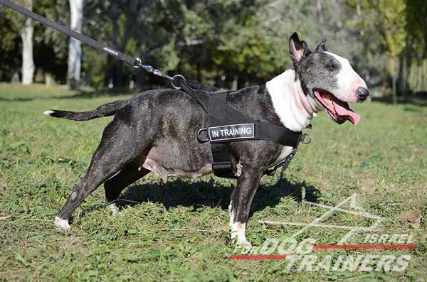 רתמה לכלב מניילון לסחיבה / גרירה, גישוש, חיפוש והצלה ולאימונים - FOR DOG TRAINERS- ISRAEL