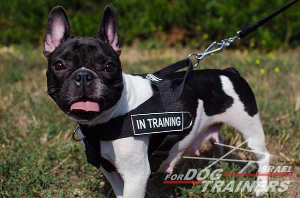 רתמה לכלב מניילון לסחיבה / גרירה, גישוש, חיפוש והצלה ולאימונים - FOR DOG TRAINERS- ISRAEL