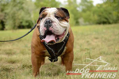 רתמת עור לכלב מתכווננת לאימוני תקיפה ולטיולים - FOR DOG TRAINERS- ISRAEL