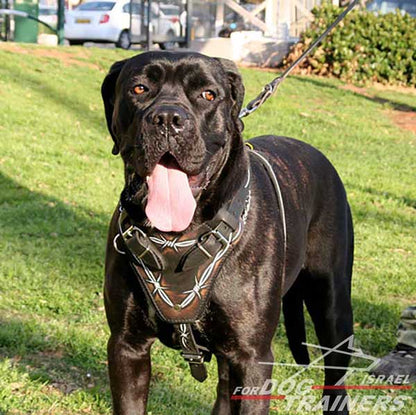רתמת עור לכלב מתכווננת לאימוני תקיפה ולטיולים - FOR DOG TRAINERS- ISRAEL