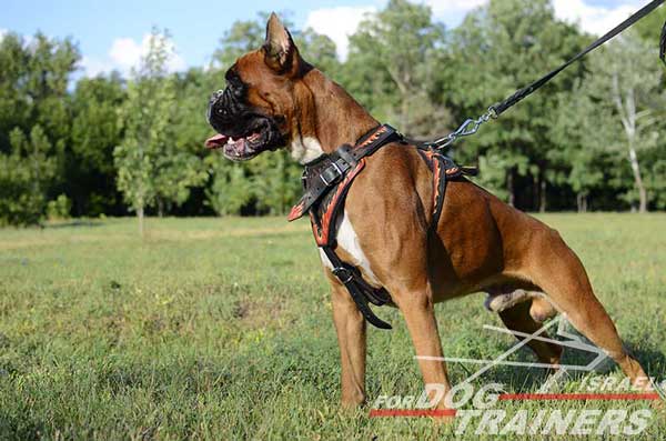 רתמת עור לכלב בצביעה ידנית לאימוני תקיפה | עם רצועות מתכווננות - FOR DOG TRAINERS- ISRAEL