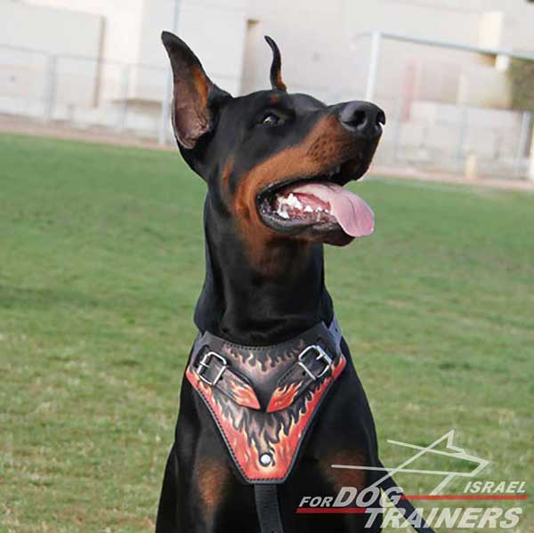 רתמת עור לכלב בצביעה ידנית לאימוני תקיפה | עם רצועות מתכווננות - FOR DOG TRAINERS- ISRAEL