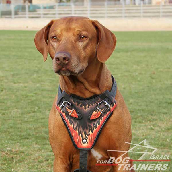 רתמת עור לכלב בצביעה ידנית לאימוני תקיפה | עם רצועות מתכווננות - FOR DOG TRAINERS- ISRAEL