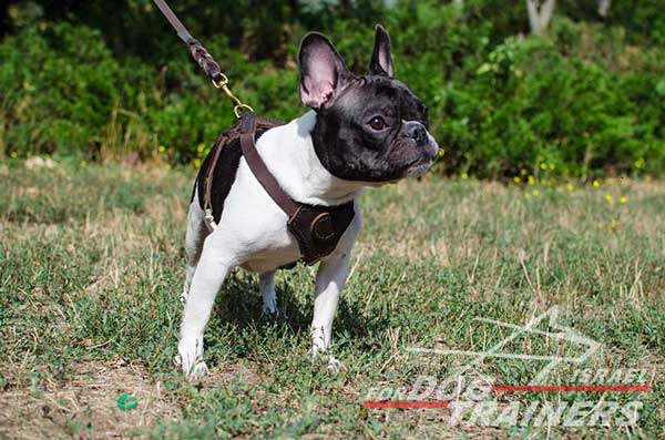רתמת עור לכלב, מיועדת לגורים | לאימונים, טיולים ולגישוש - FOR DOG TRAINERS- ISRAEL